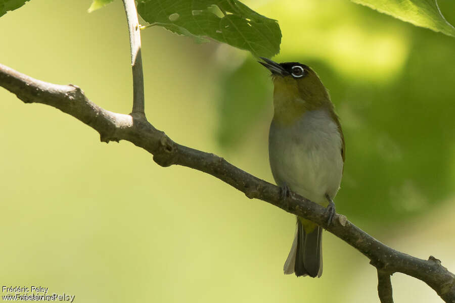 Black-crowned White-eye