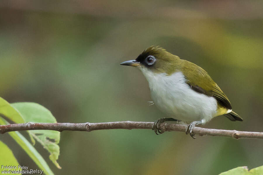 Cream-throated White-eyeadult