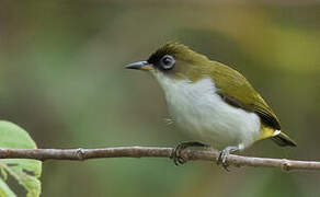 Cream-throated White-eye