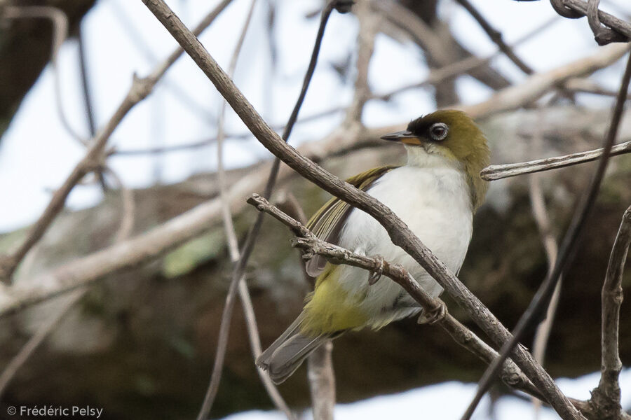 Cream-throated White-eye