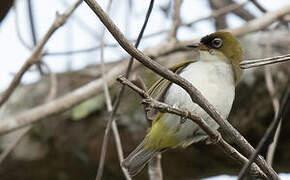 Cream-throated White-eye