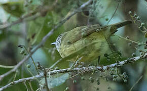 Streak-headed White-eye