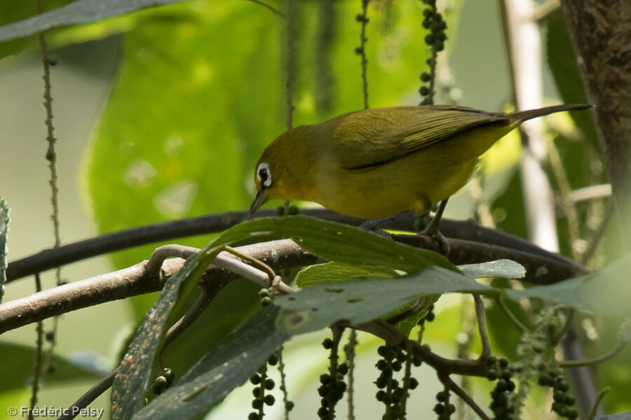 Lemon-bellied White-eye