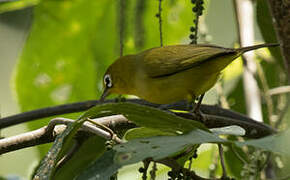 Lemon-bellied White-eye