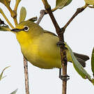Zostérops à ventre citron