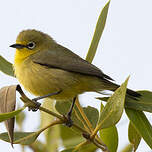 Zostérops à ventre citron