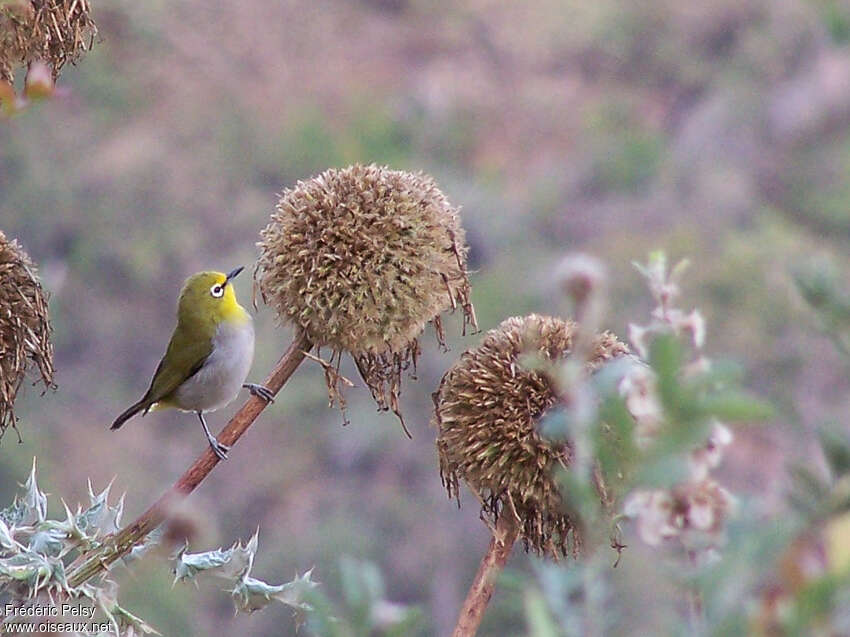 Heuglin's White-eyeadult, feeding habits