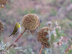 Heuglin's White-eye