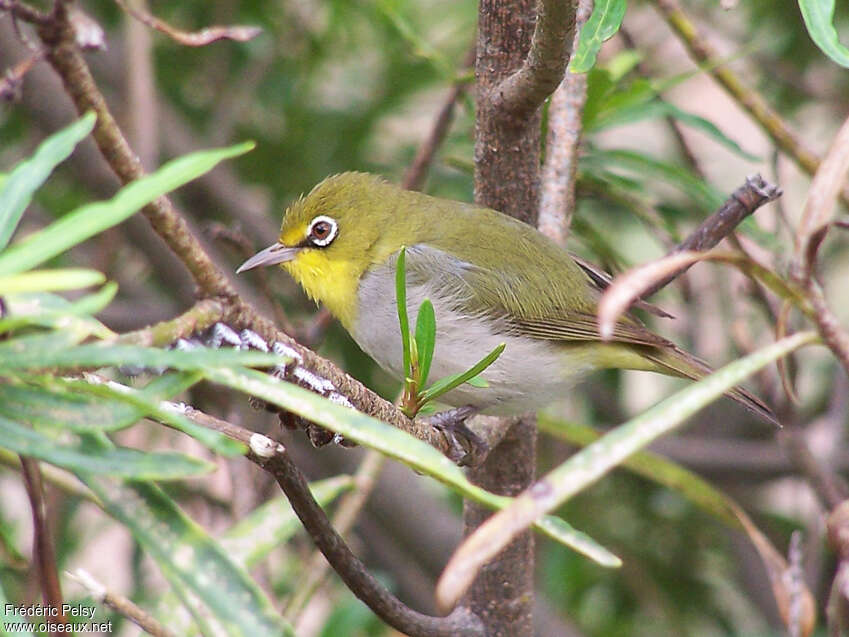 Abyssinian White-eyeadult, identification