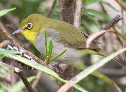 Abyssinian White-eye