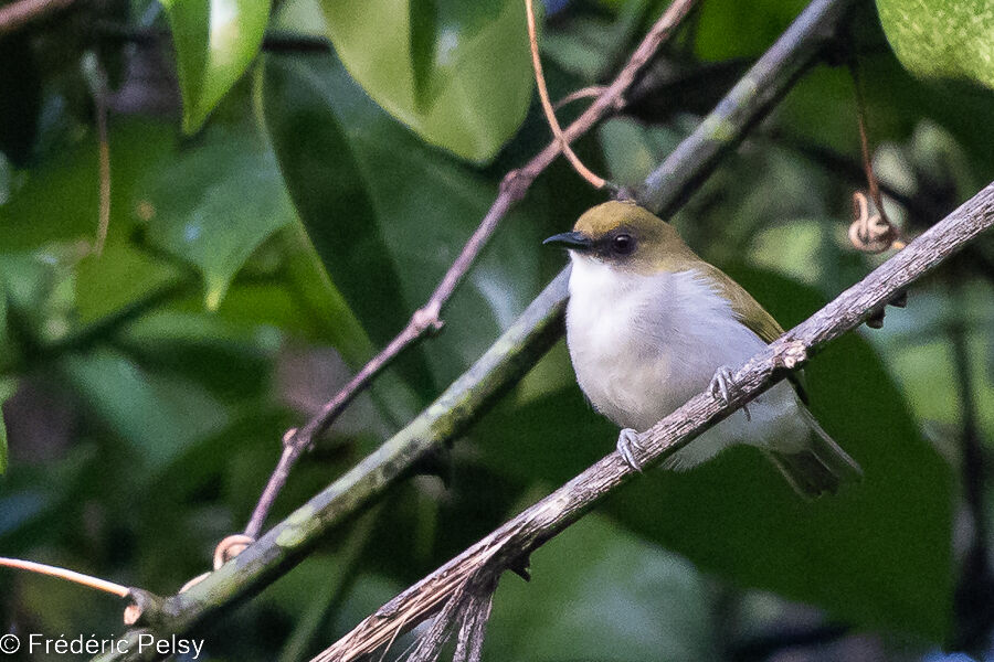 Biak White-eye