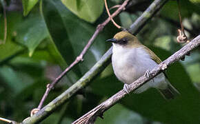 Biak White-eye