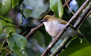 Biak White-eye