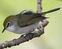 Zostérops de Christmas