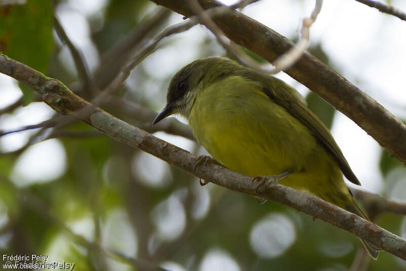 Mindanao White-eyeadult