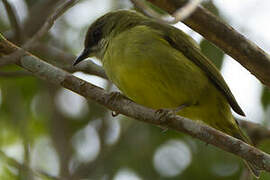 Mindanao White-eye