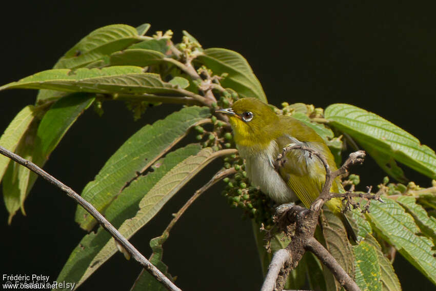 Papuan White-eyeadult