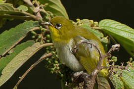 Papuan White-eye