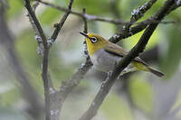 Zostérops de Swinhoe