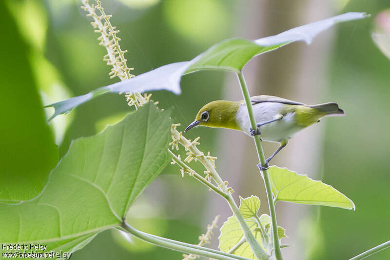 Lowland White-eyeadult