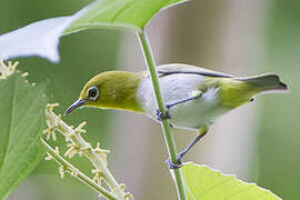 Lowland White-eye