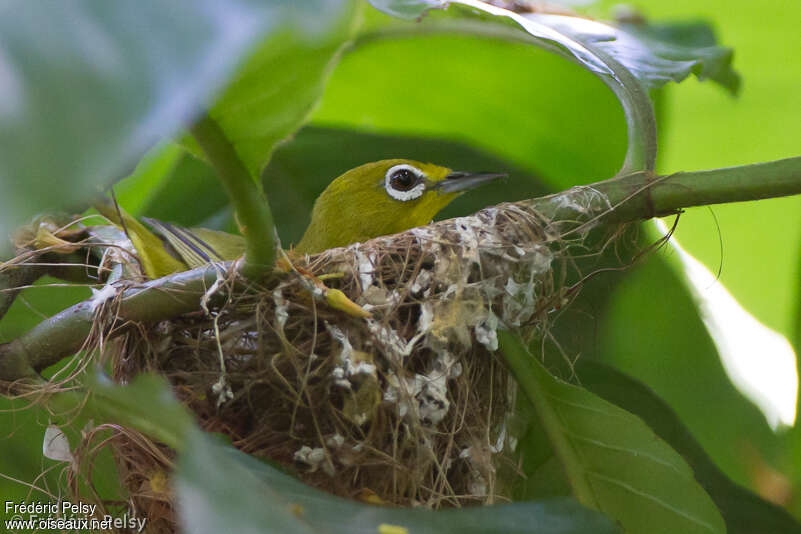 Lowland White-eyeadult