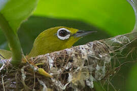 Lowland White-eye