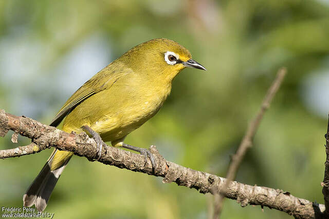 Zostérops du Cap frpe213222
