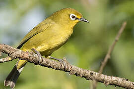 Cape White-eye