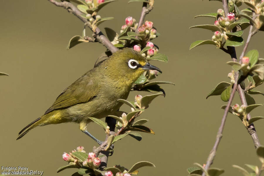 Cape White-eyeadult, identification