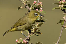 Cape White-eye