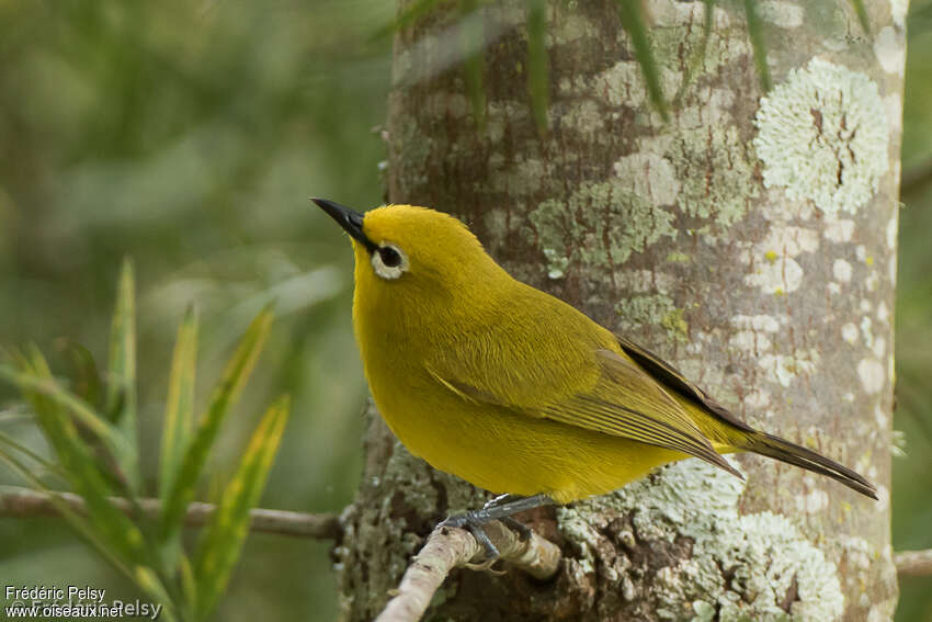 Northern Yellow White-eyeadult, identification