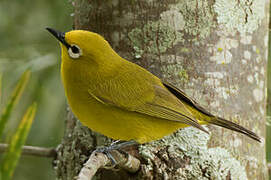 Northern Yellow White-eye