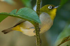 Malagasy White-eye