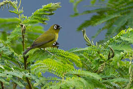 Capped White-eye