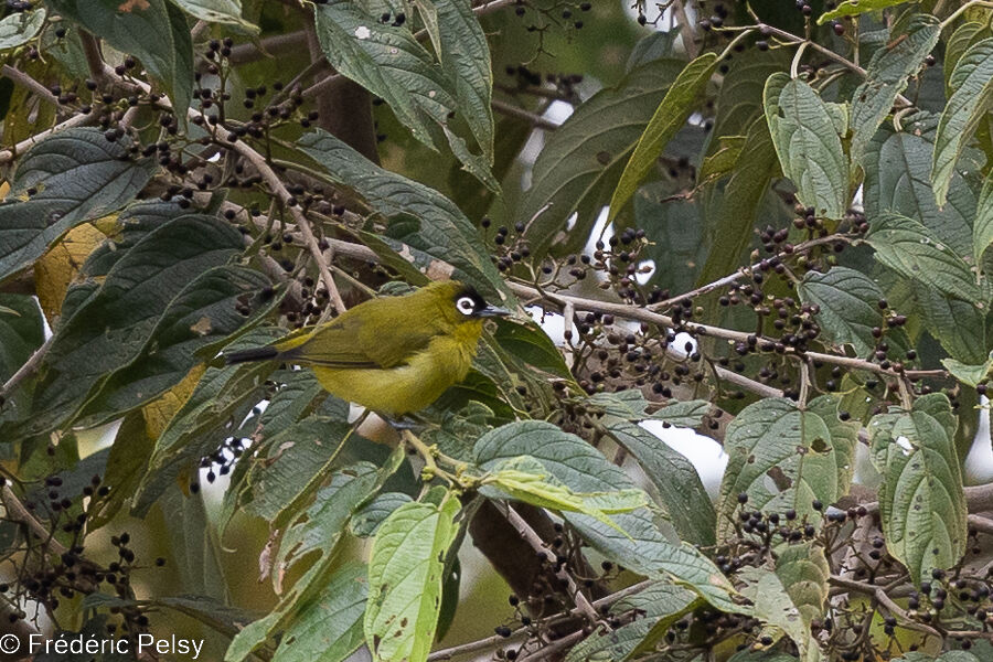 Capped White-eye