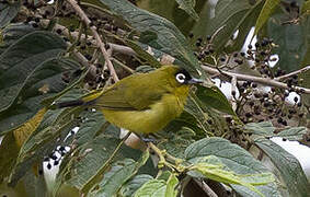 Capped White-eye