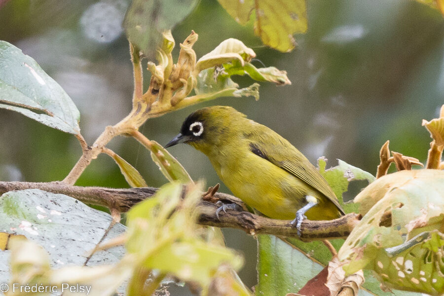 Capped White-eye