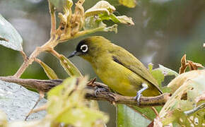 Capped White-eye