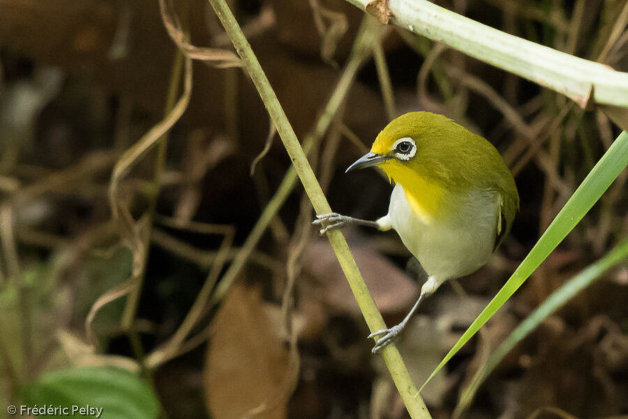 Warbling White-eye (montanus)