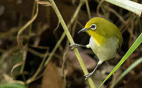 Warbling White-eye (montanus)