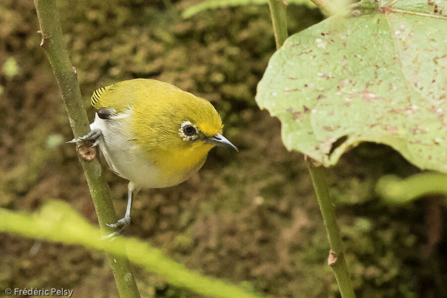 Zostérops montagnard