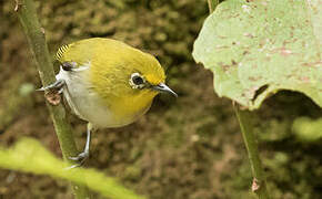 Warbling White-eye (montanus)