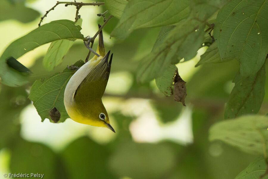 Warbling White-eye (montanus)