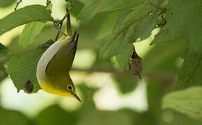 Warbling White-eye (montanus)