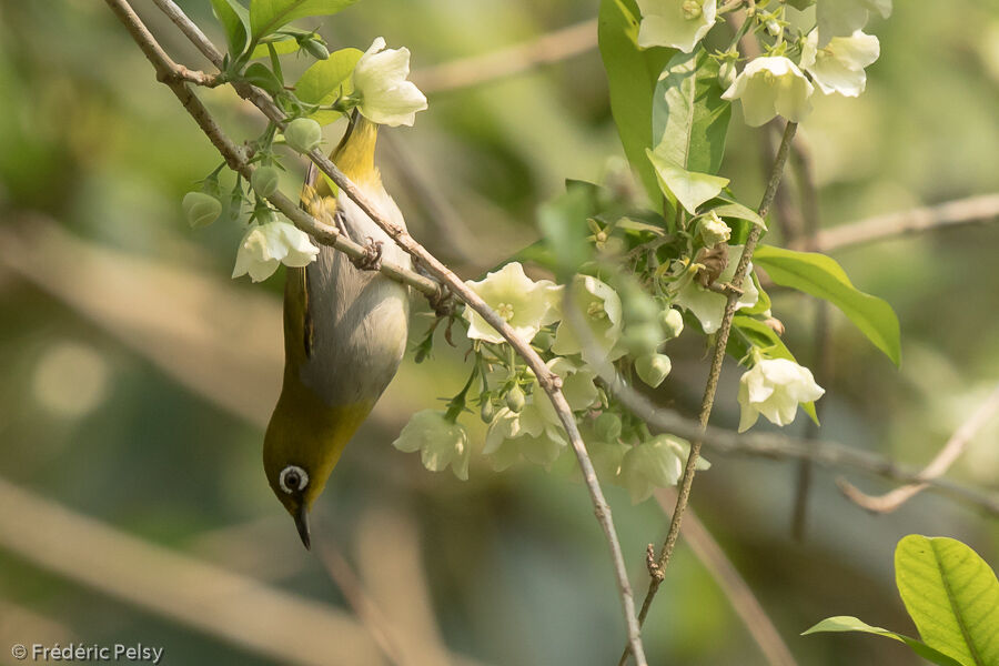 Indian White-eye