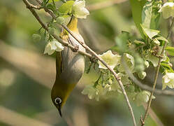 Indian White-eye