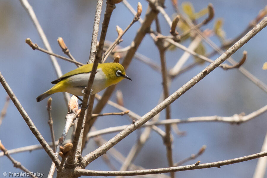 Indian White-eye