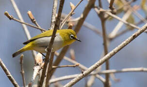 Indian White-eye