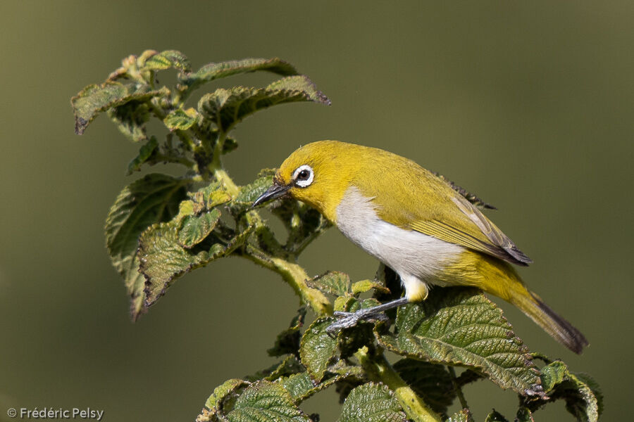 Indian White-eye